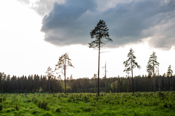 A large cloud over the lonely trees