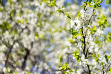 Defocused beautiful spring blossoming plum tree