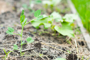 Leaves of sprouted young peas can be seen from the ground in a home garden