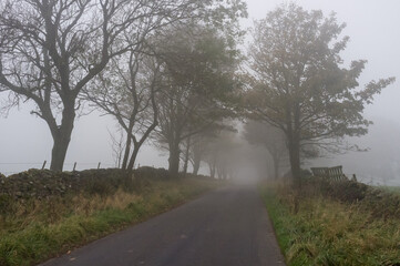 Fototapeta na wymiar Rural road in the mist