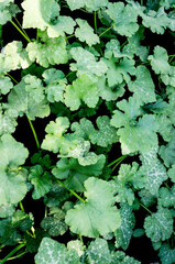 Fototapeta premium Zucchini leaves on a garden bed