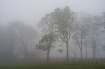 Obraz na płótnie Canvas Trees in fog