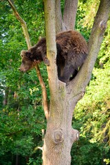 Obraz premium Bear climbing a tree in the forest