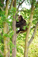Bear climbing a tree in the forest