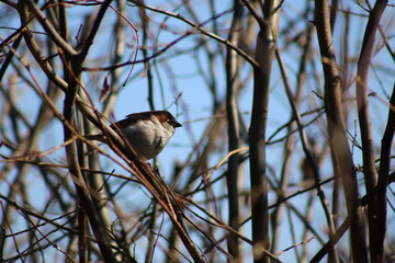 Spatz auf Ast