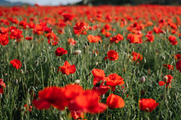 Landscape full of poppies in spring
