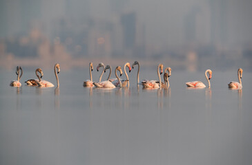 Greater Flamingos at Aker, Bahrain