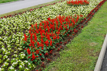 red salvia and white begonia on a flowerbed in a city park