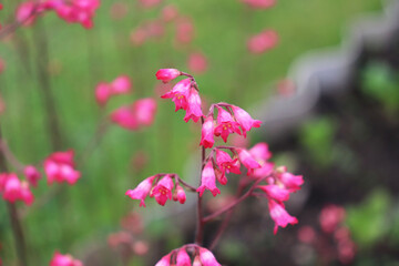 pink heichera flowers in the garden