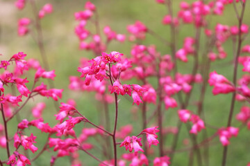 pink heichera flowers in the garden