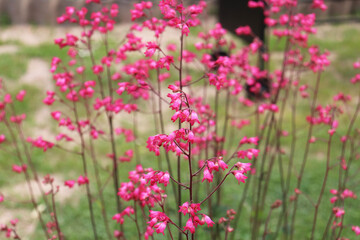 pink heichera flowers in the garden
