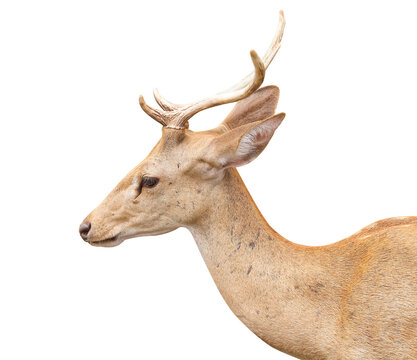Deer with antler isolated on white background  ,  clipping path
