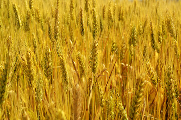 Background ripe wheat ears in agriculture field