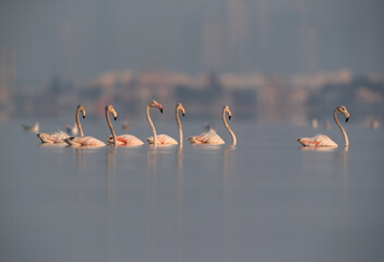 Fototapeta premium Greater Flamingos at Eker coast, Bahrain