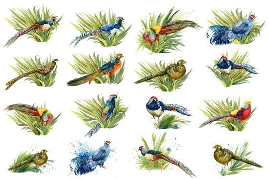 set of birds, pheasants watercolor