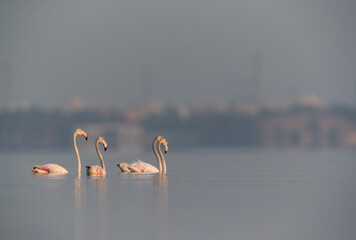Greater Flamingos wading, Bahrian