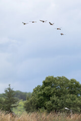 décomposition d'un vol stationnaire d'un faucon crécerelle
