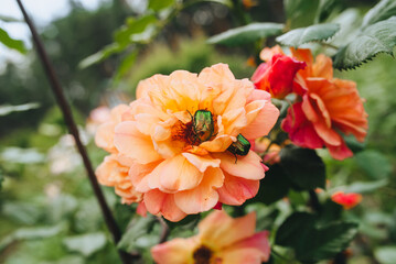 A large green beetle sits and eats, eating pollen inside a beautiful orange bloomed garden rose close-up.