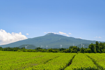 green tea field scene with blue sky