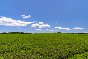 Fototapeta na wymiar green tea field scene with blue sky