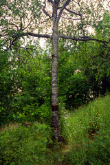 Solovki. Birch-cross on the slope of mount Golgofa. Arkhangelsk region.