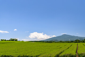 green tea field scene with blue sky
