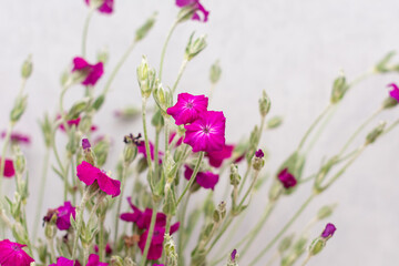 Fototapeta premium Wildflowers in vase in the interior