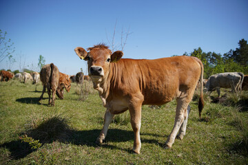 A young cow calf is watching the meadow curiously. Even more cattle can be seen in the background. Forest, blue sky, clouds. Europe Hungary