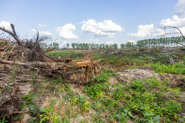 Area of ​​illegal logging. Forests Deforestation humans are causing global warming. Deforestation, destruction of deciduous forests. Concept of environmental damage and crime in forests on planet