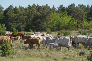 Cattle cows and calves graze in the grass. keeping cattle under the open sky. Blue sky with clouds. Europe Hungary