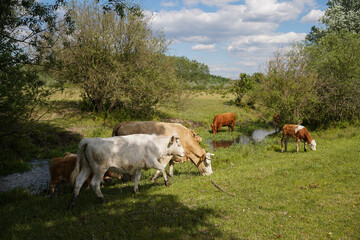 They can drink and graze on the banks of the stream. Cattle-breeding. Europe Hungary.