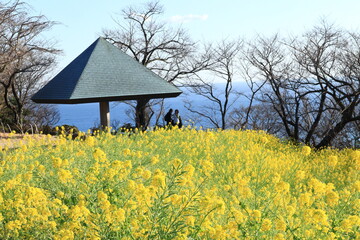 Fototapeta na wymiar Blue SKY and rape blossoms in the park ,japan,kanagawa
