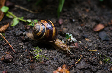snail on a leaf