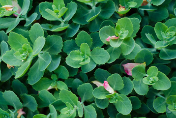 green leaves background