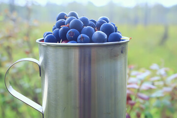 blueberries in an iron cup in the forest, hiking background vitamins, northern berries finland food wildlife