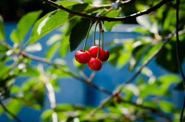 red cherries on a tree