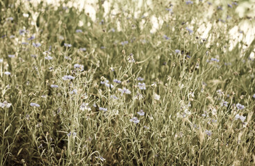 Fototapeta premium field of grass