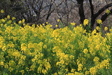 Blue SKY and rape blossoms in the park ,japan,kanagawa