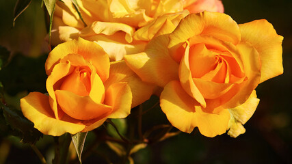 Beautiful yellow roses, with a fragrant smell, have green leaves and sharp spikes on the stems, lit by the morning sun.