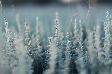 Fototapeta premium Selective focus. Green-blue field grass. Wildlife Background.