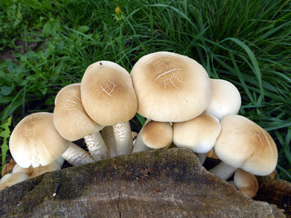 Close-up view of mushrooms in the grass by the tree stump