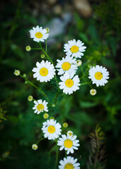 daisies in a field