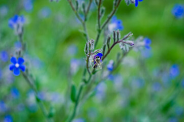 bee on a flower