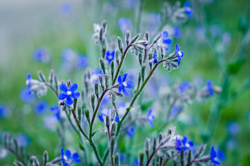 blue flowers in the grass