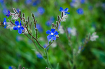 forget me not flowers