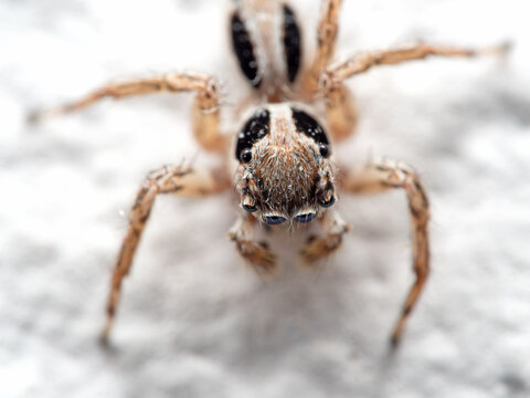 Macro Photo of Jumping Spider on White Floor