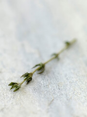 Thyme