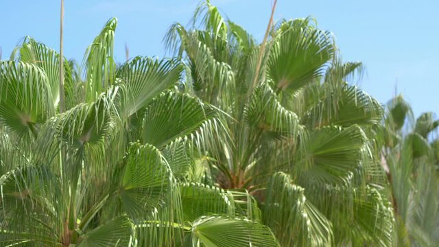 Palm trees background in 4k slow motion 60fps