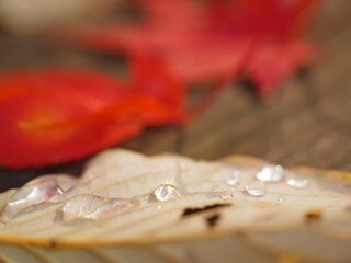 rain drops on autumn fallen leaves close up