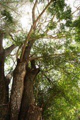 Fototapeta na wymiar View of the large branchy trees
